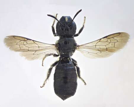 Ceratina cucurbitina (Rossi 1792)的圖片