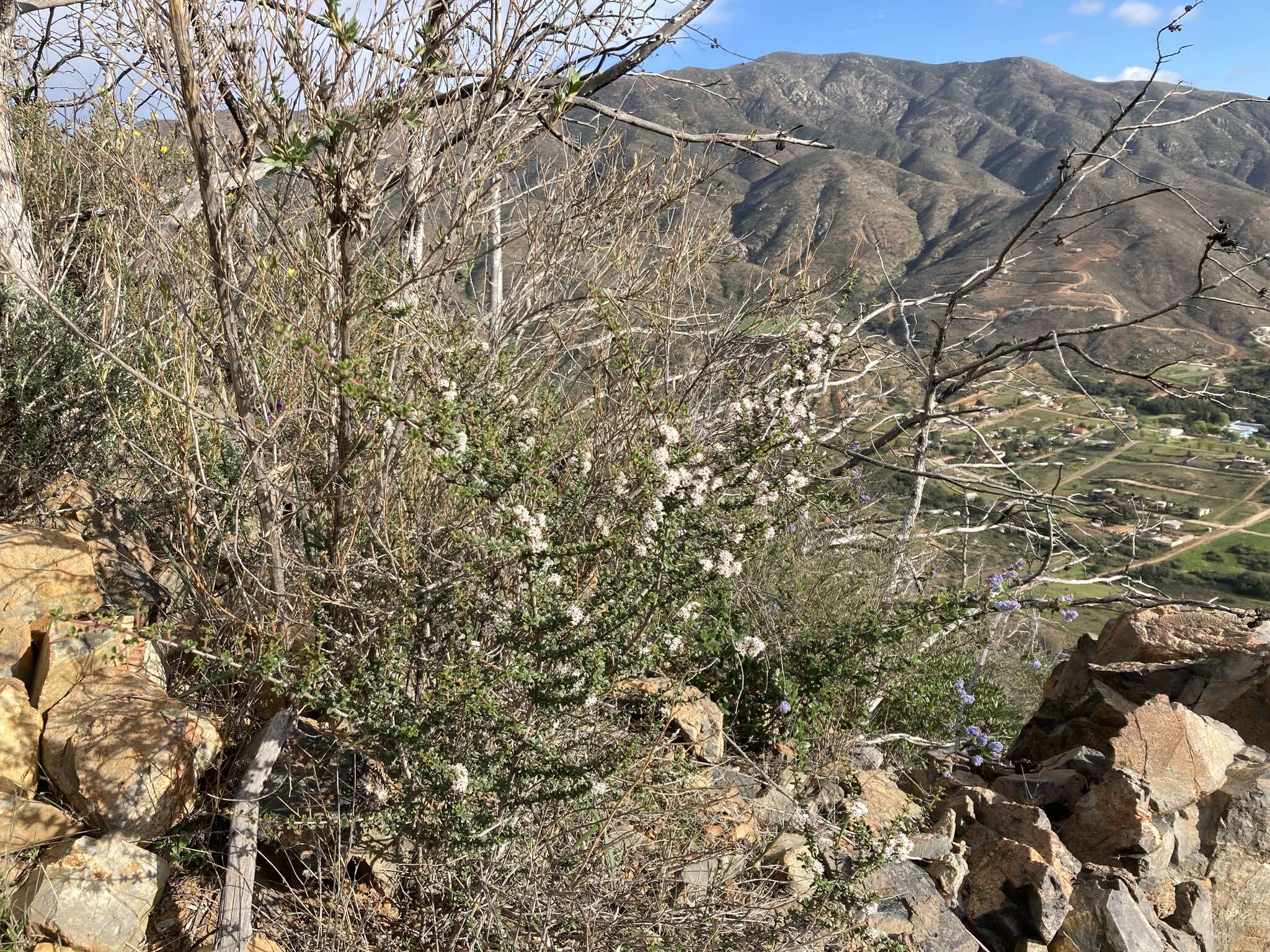 Image of Ceanothus bolensis S. Boyd & J. E. Keeley