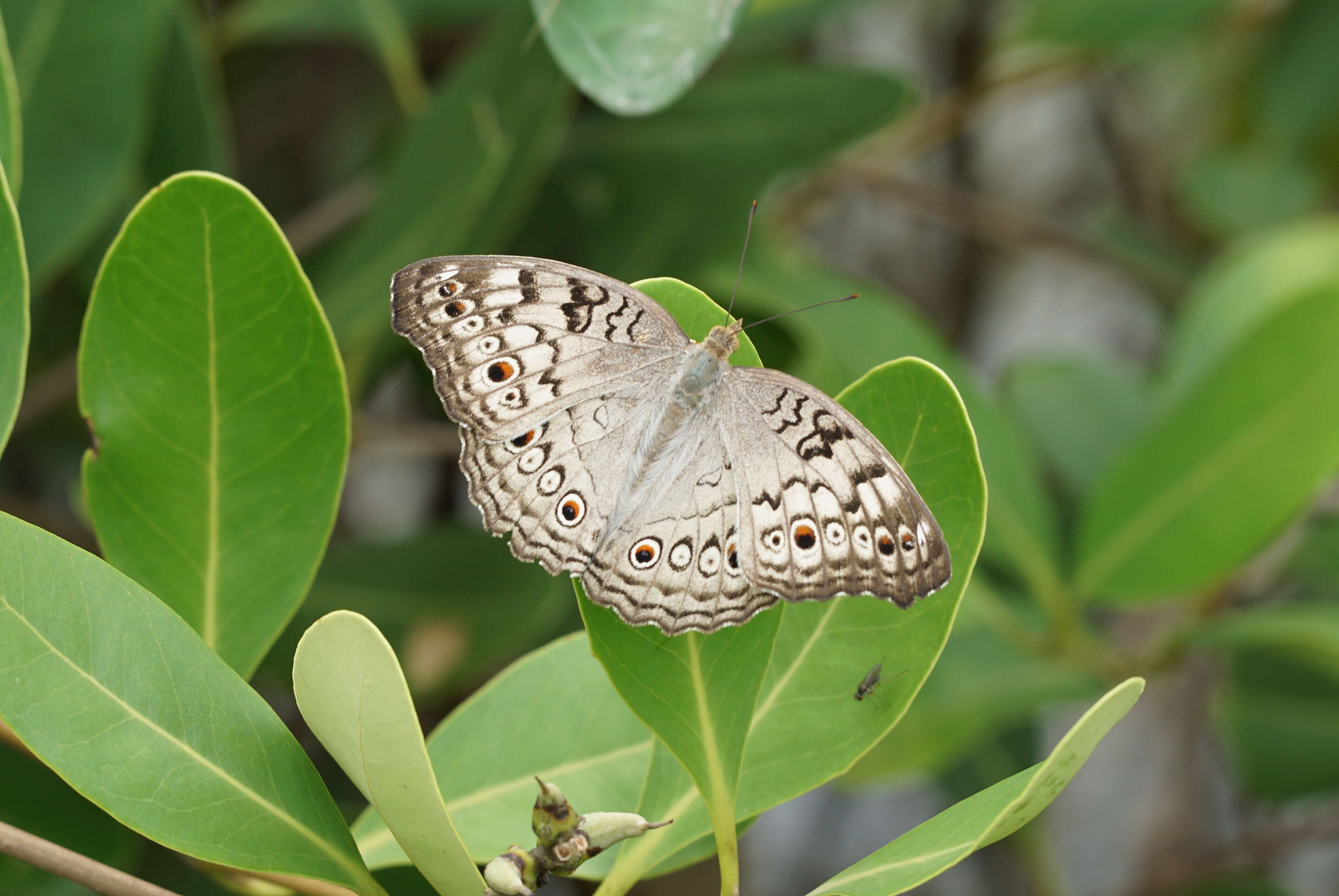 Plancia ëd Junonia atlites Linnaeus 1763