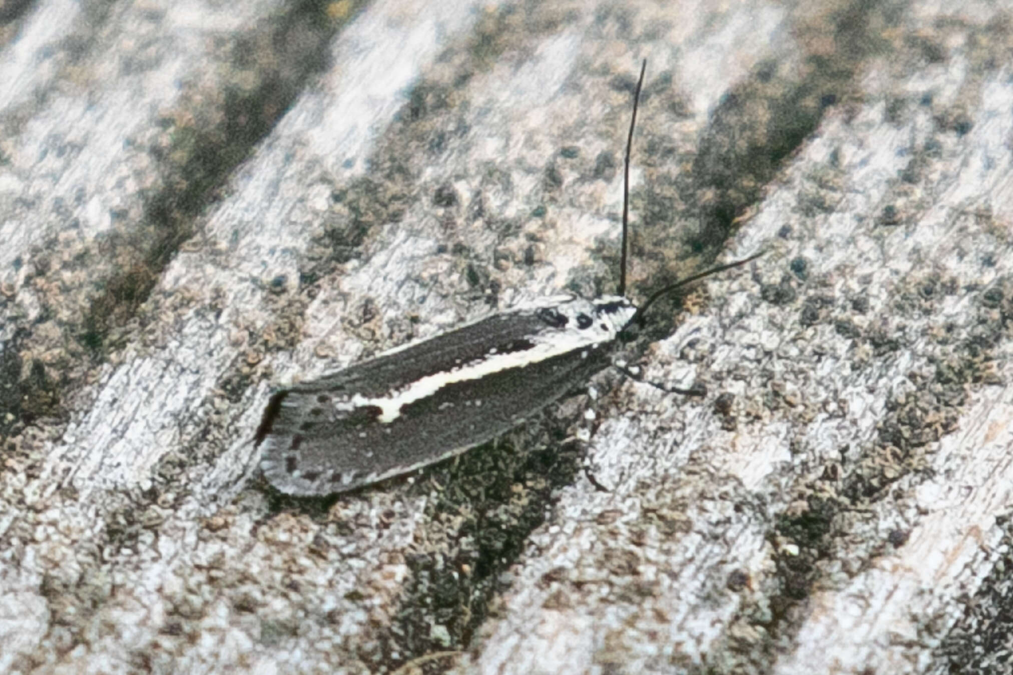 Image of Ethmia albistrigella Walsingham 1880