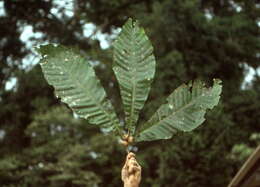 Image of Schumanniophyton magnificum (K. Schum.) Harms