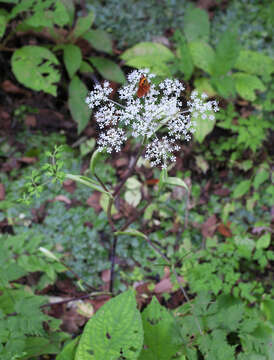 Image of Angelica polymorpha Maxim.