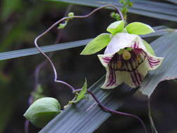 Codonopsis lanceolata (Siebold & Zucc.) Benth. & Hook. fil. ex Trautv. resmi