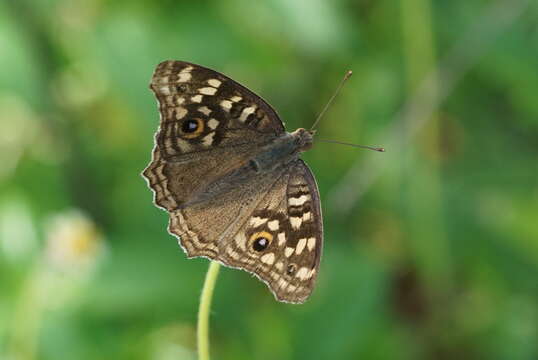 Image of Junonia lemonias Linnaeus 1758