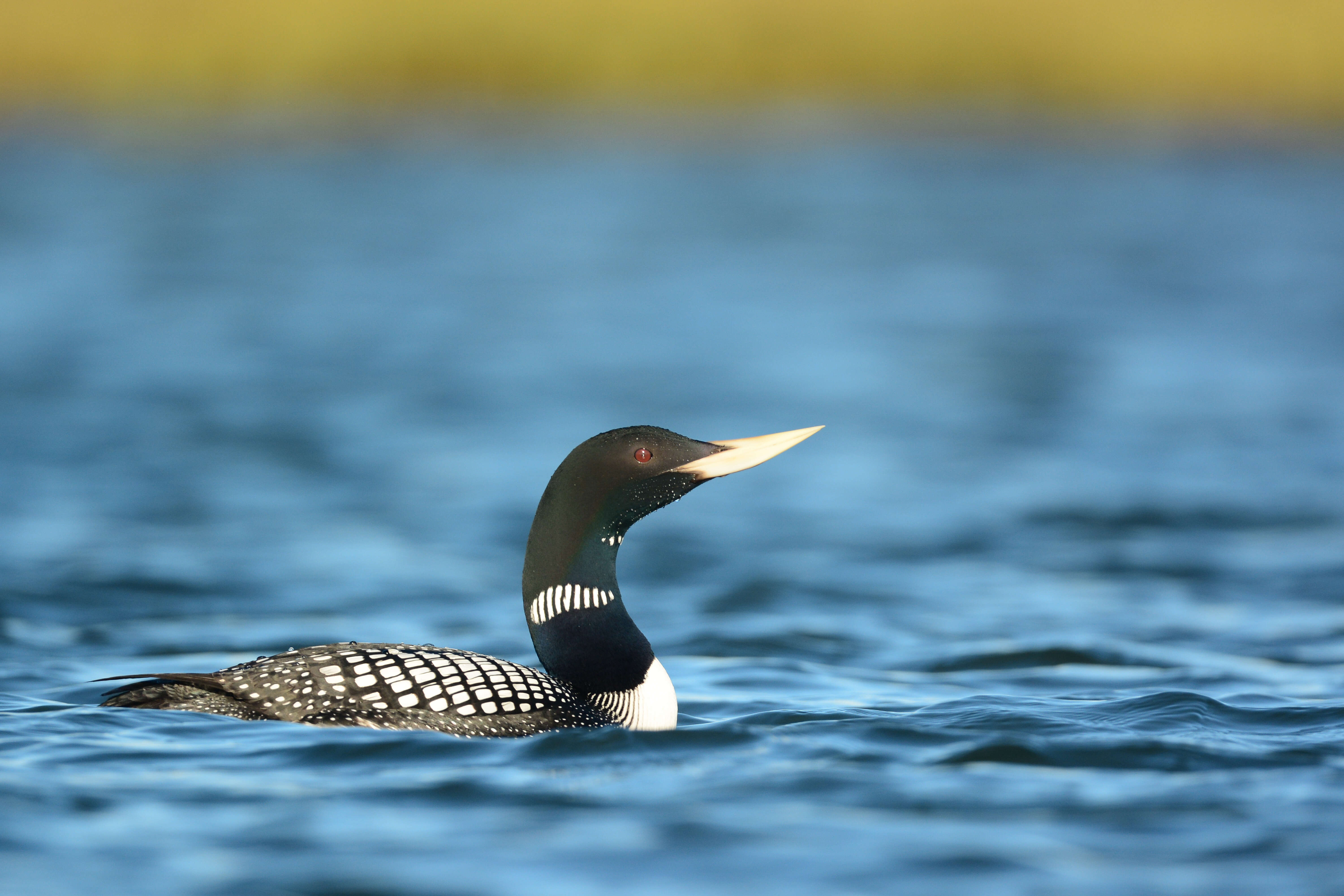 Image of loons