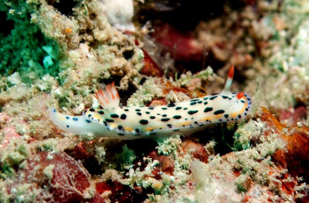 Sivun Hypselodoris Stimpson 1855 kuva