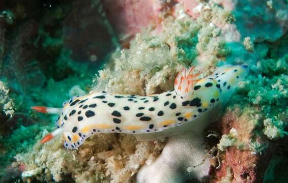 Image of Hypselodoris Stimpson 1855