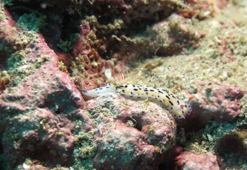 Image of Hypselodoris Stimpson 1855