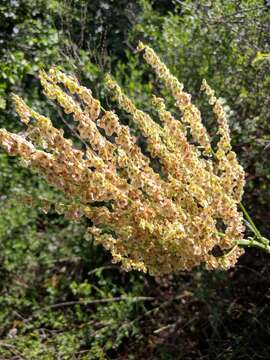 Image of Rumex tuberosus L.