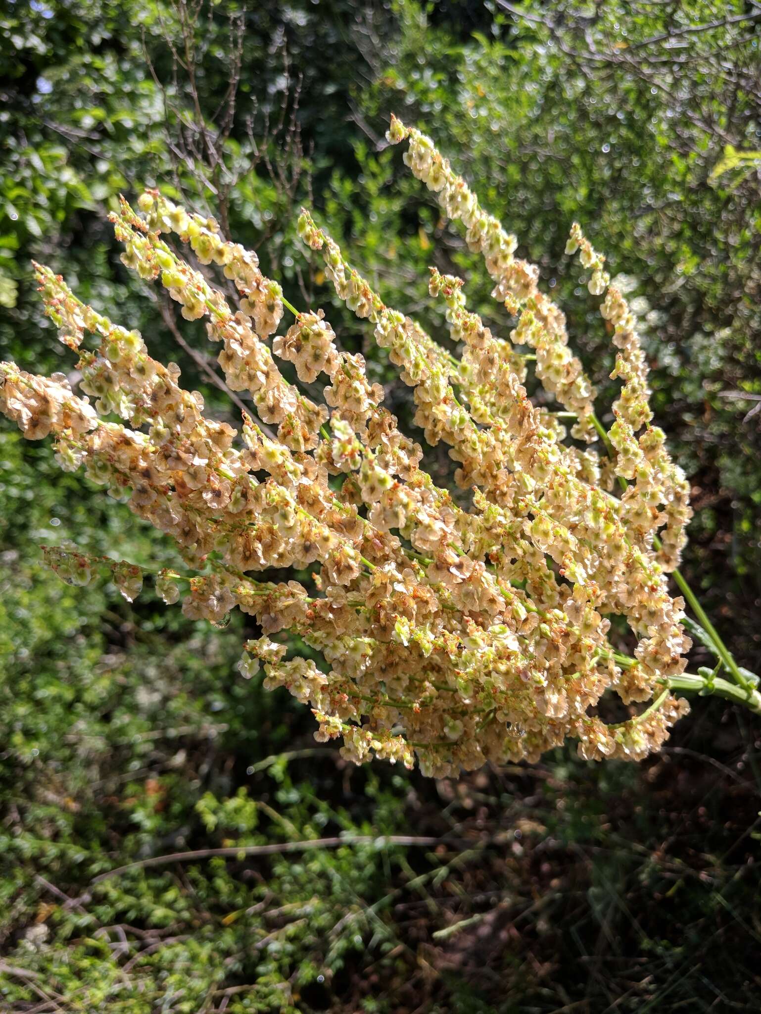 Image of Rumex tuberosus L.