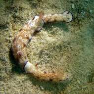 Image of Leopard head flapper slug