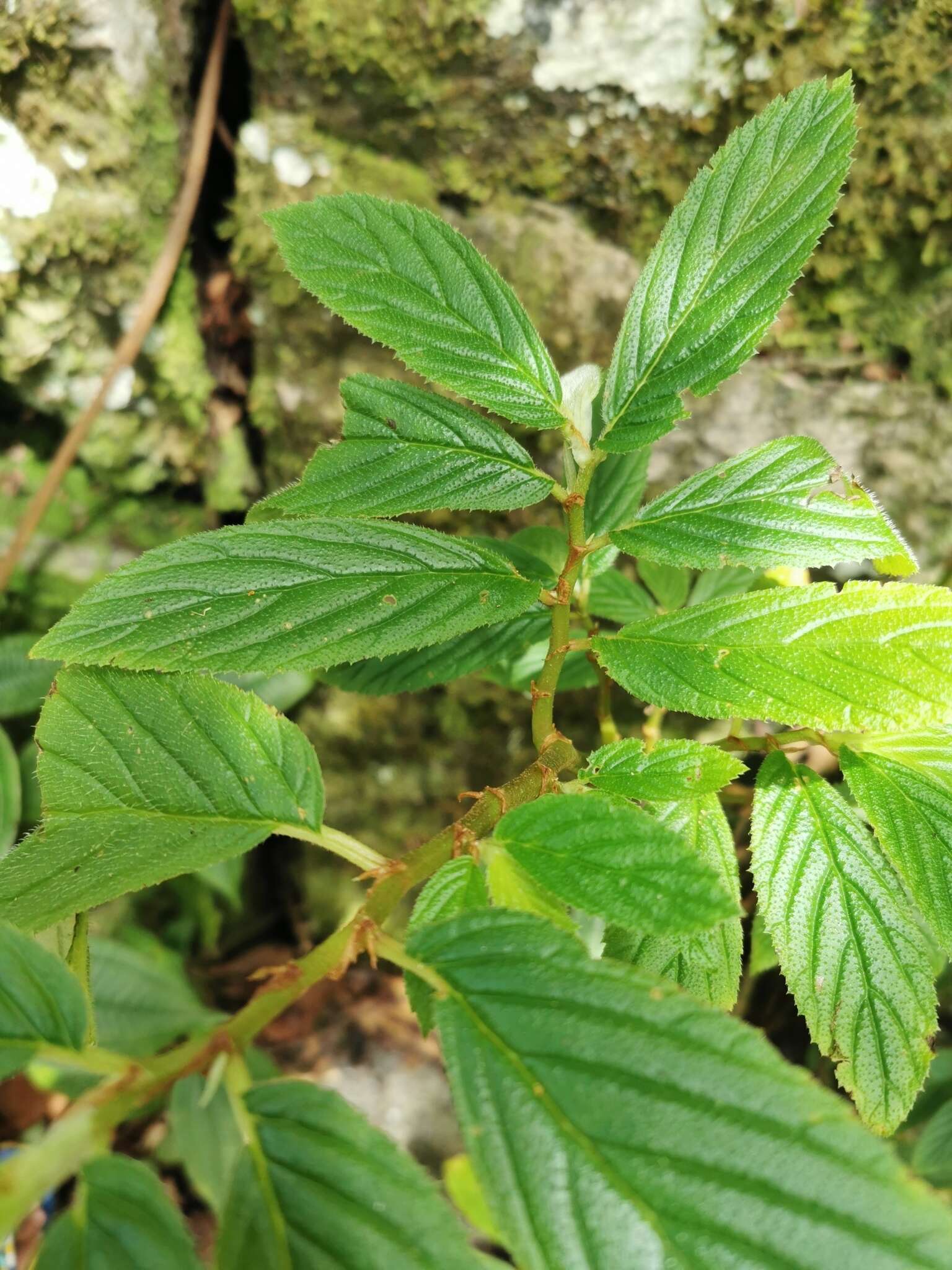 Image of Begonia ulmifolia Willd.