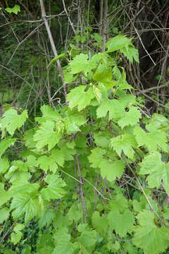 Image of River-Bank Grape