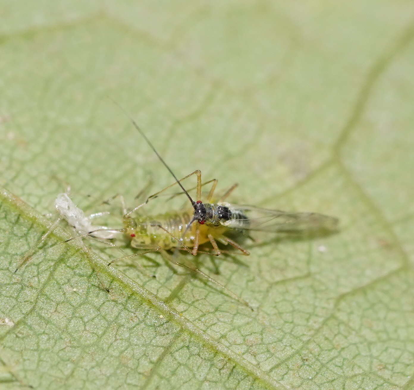 Sivun Drepanosiphum platanoidis (Schrank 1801) kuva