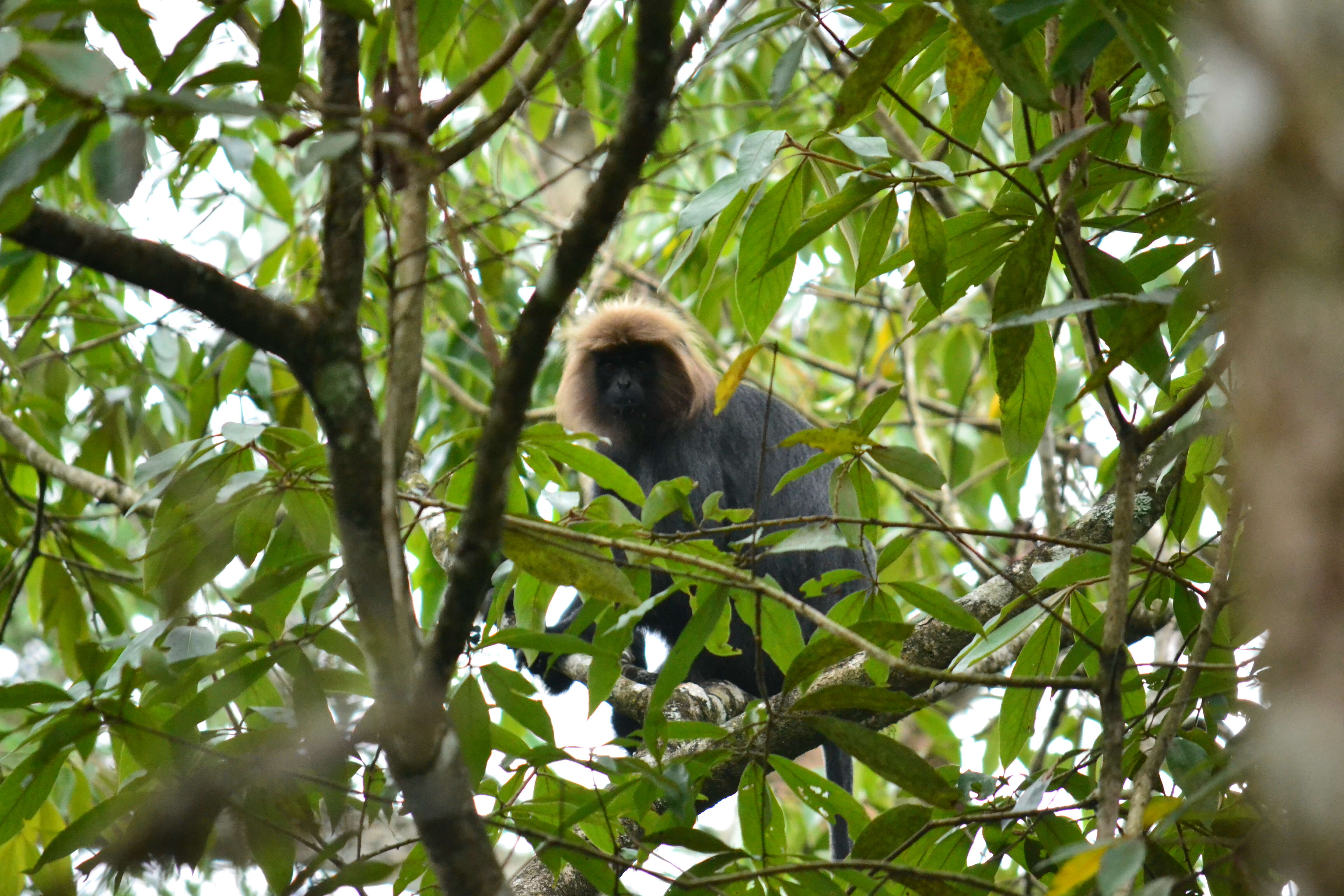 Image of Black Leaf Monkey