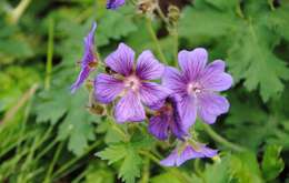 Image of Wood Crane's-bill