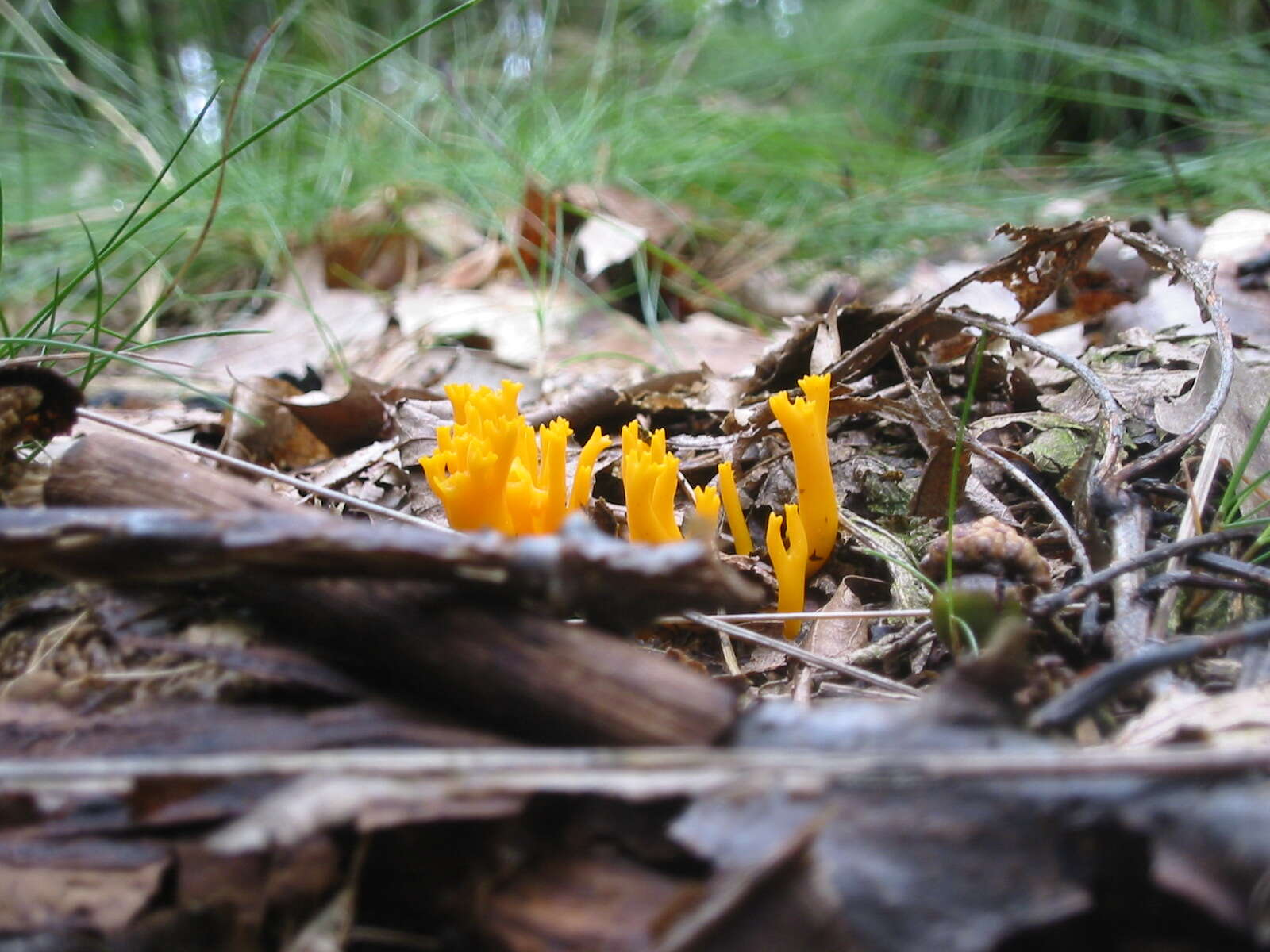 Image of Calocera viscosa (Pers.) Fr. 1821