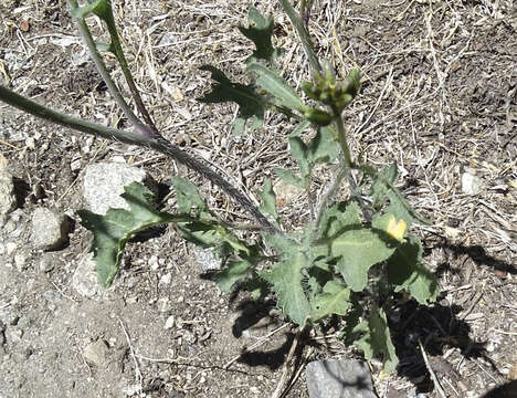 Image of hairy wild cabbage