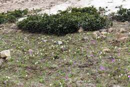 Image of Erythronium caucasicum Woronow