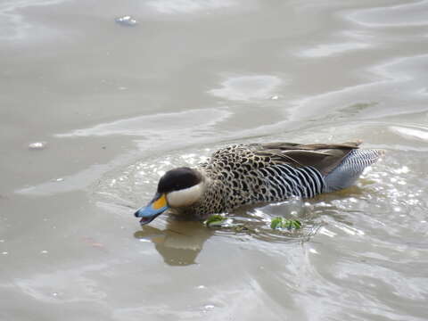 Image of Silver Teal