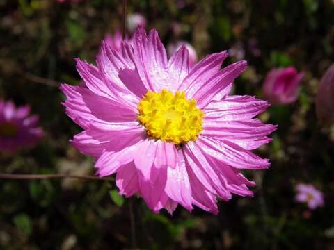 Rhodanthe chlorocephala subsp. rosea (Hook.) P. G. Wilson的圖片