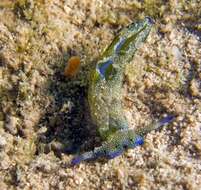 Image of Flat camouflaged slug