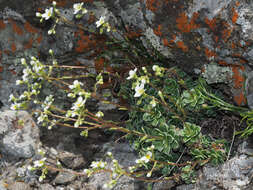 Image of Saxifraga paniculata subsp. cartilaginea (Willd.) D. A. Webb