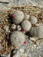 Image of Mammillaria haageana subsp. meissneri