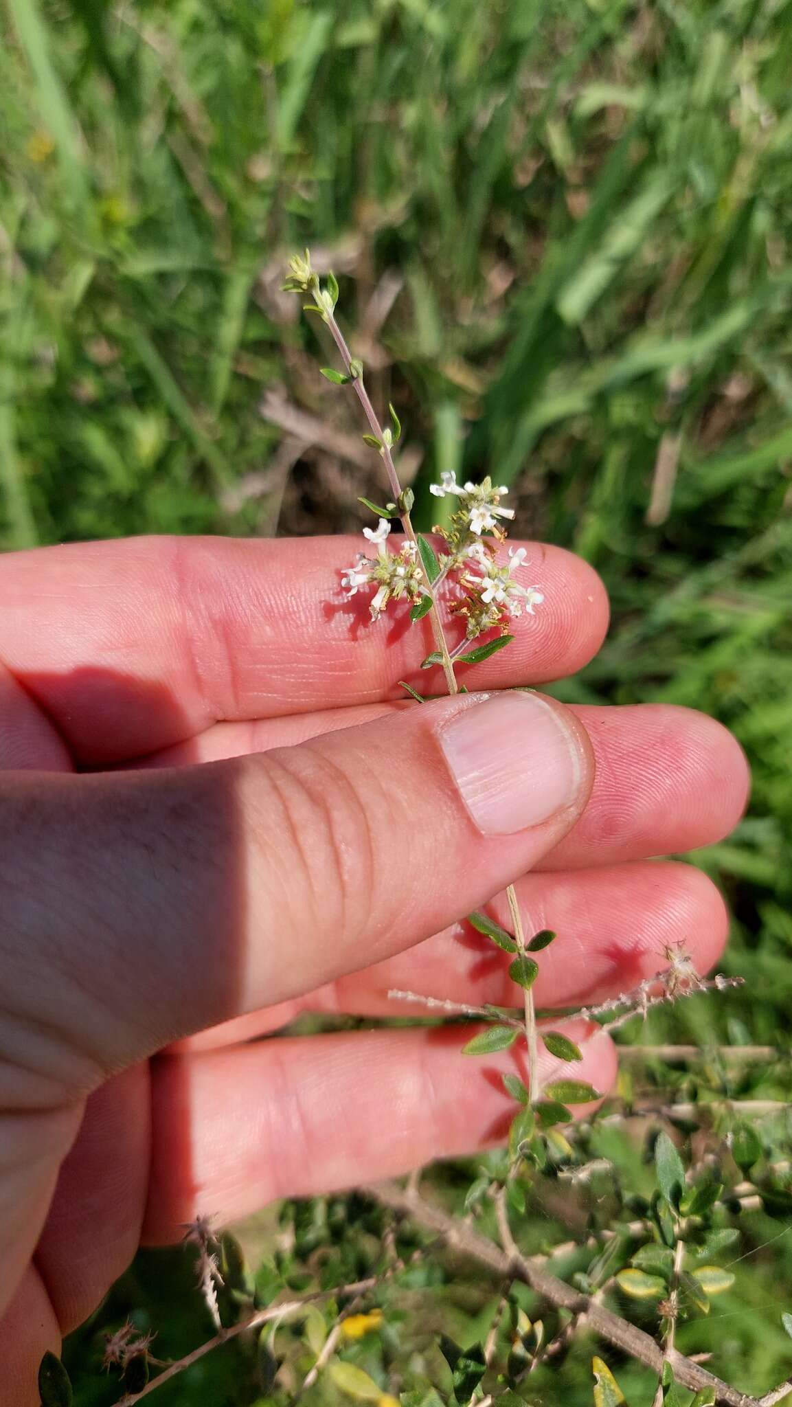 Image of Aloysia decipiens Ravenna