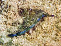 Image of Flat camouflaged slug