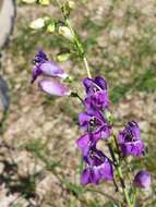 Image of New Mexico beardtongue