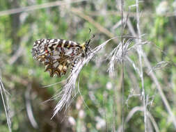 Image of Zerynthia rumina (Linnaeus 1758)