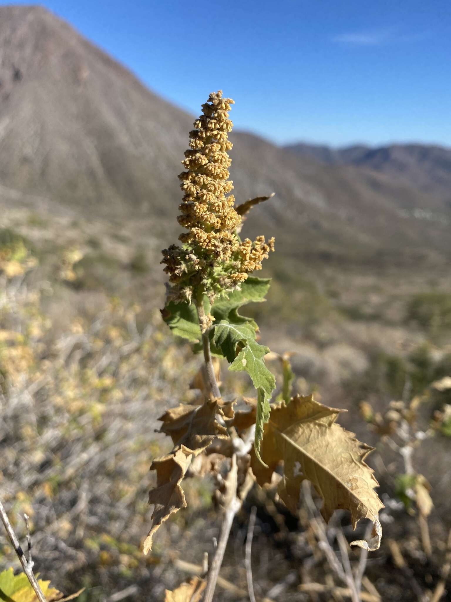 Image of Ambrosia carduacea (Greene) Payne