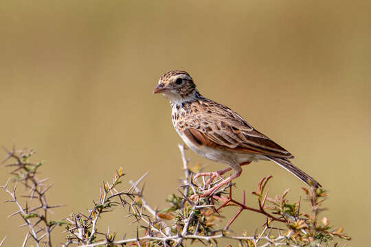 Image of Indian Bush Lark