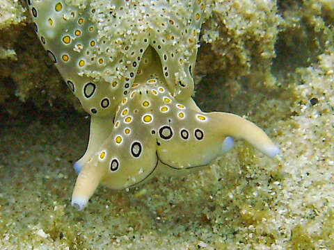 Image of Flat camouflaged slug