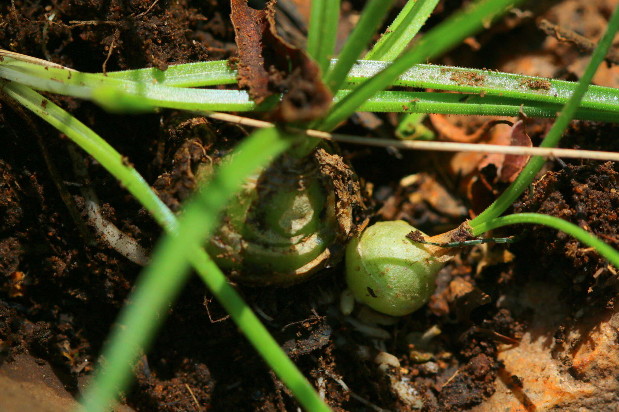 Image of Albuca shawii Baker