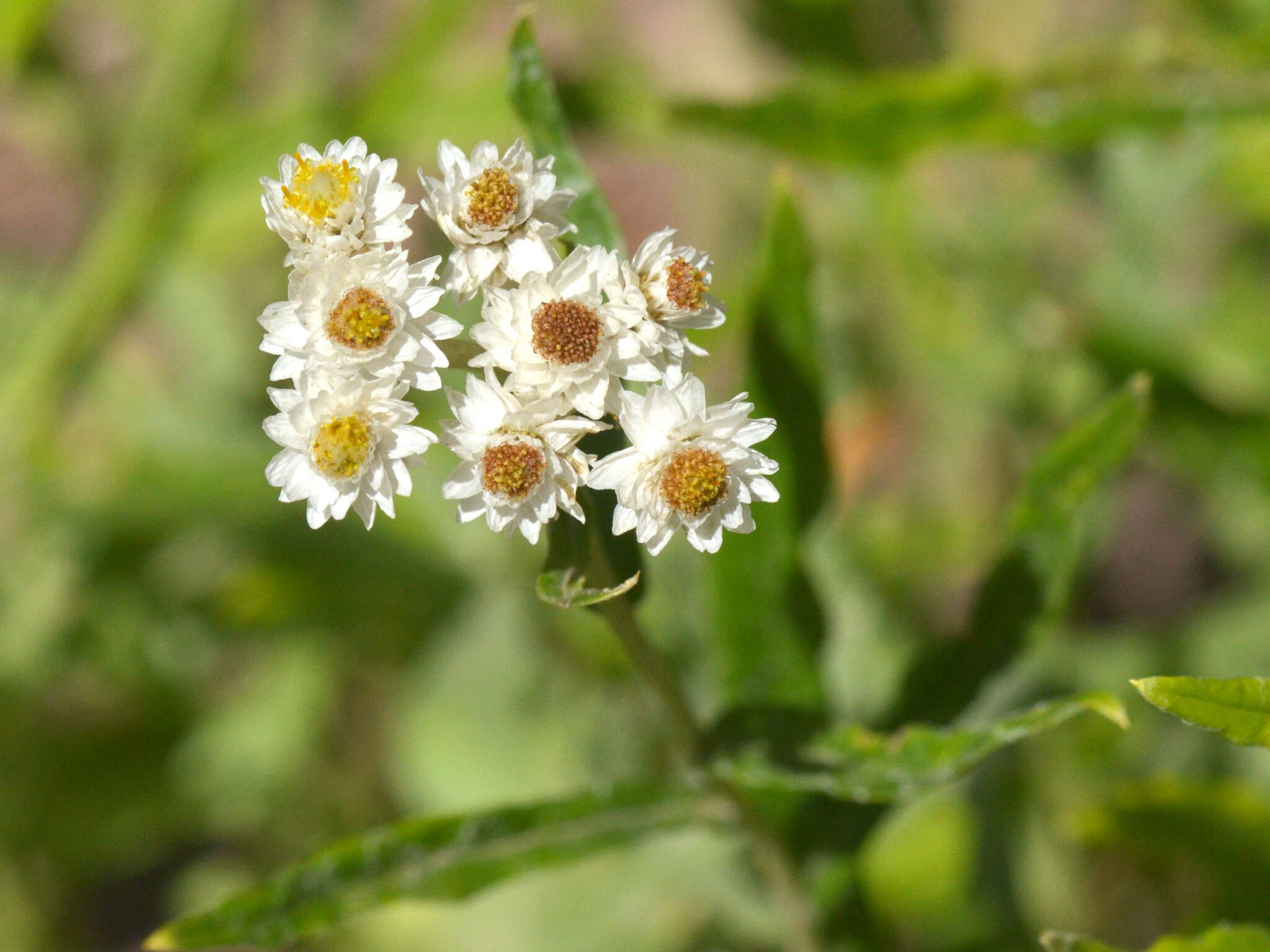 Image of Anaphalis margaritacea subsp. margaritacea