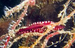 Image of Rosy Spindle Cowry