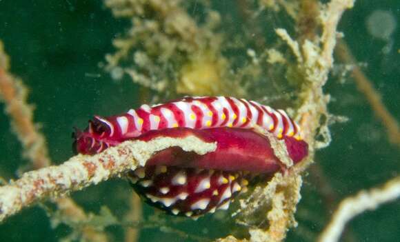 Image of Rosy Spindle Cowry