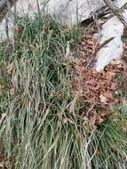 Image of autumn moor grass