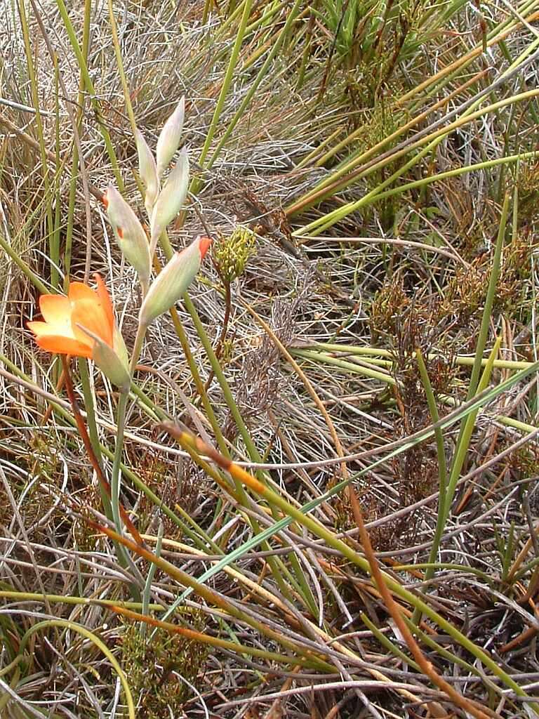 Image de Gladiolus brevitubus G. J. Lewis