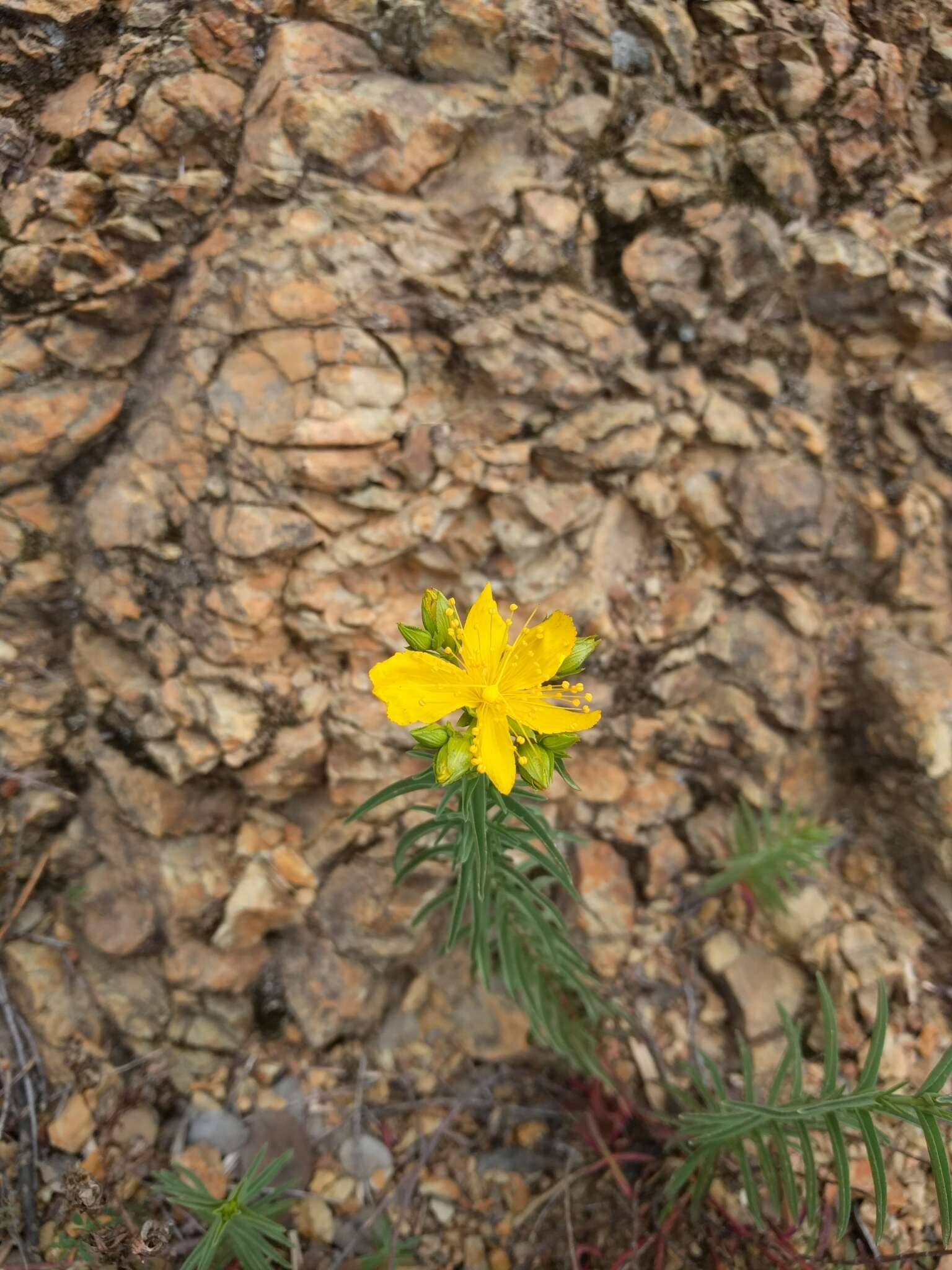 Plancia ëd Hypericum concinnum Benth.