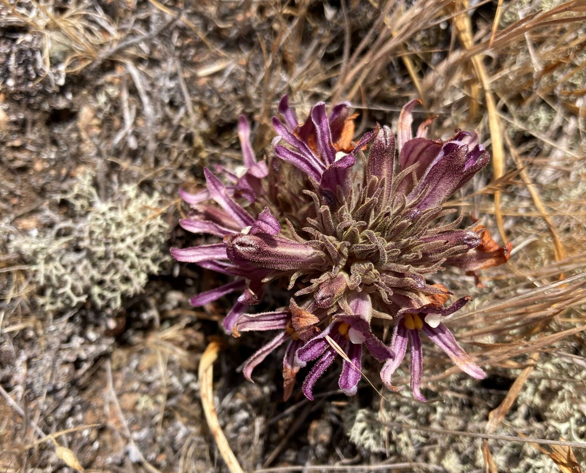 Imagem de Aphyllon californicum subsp. californicum