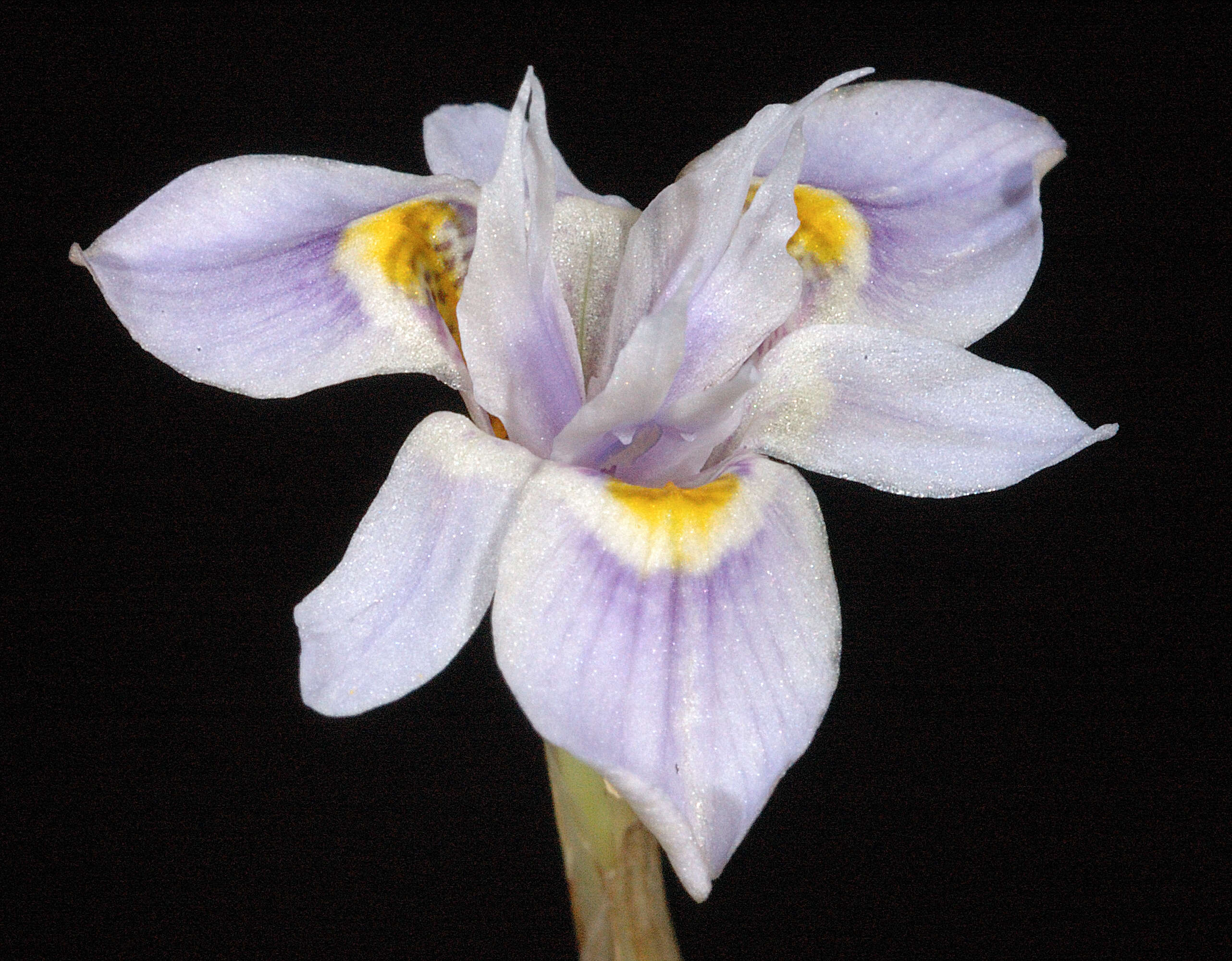 Image of Moraea setifolia (L. fil.) Druce