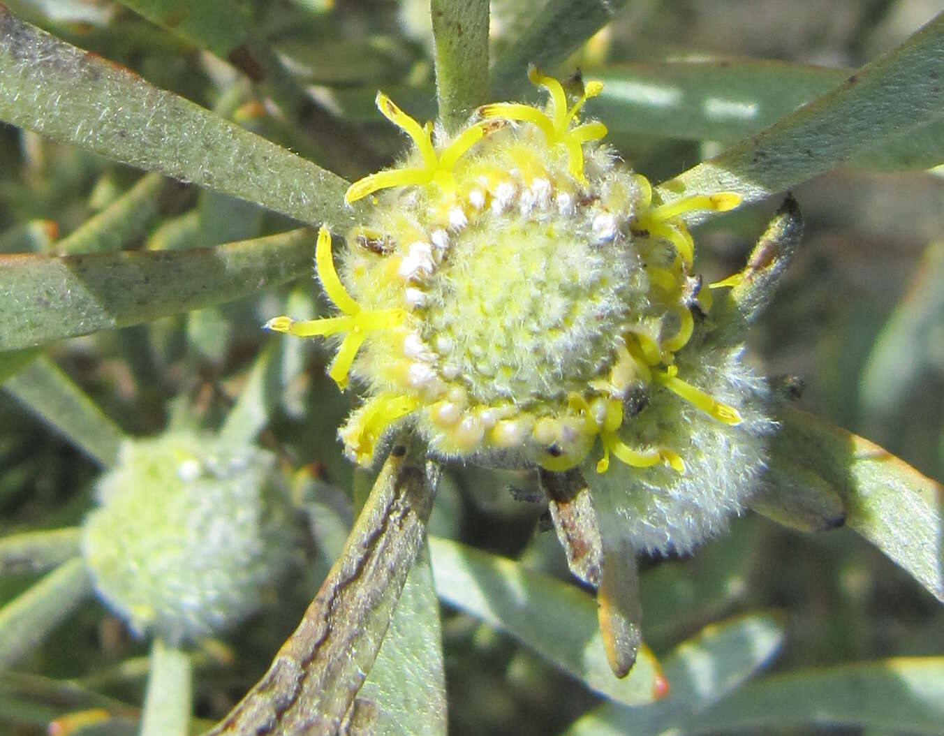 Image of Leucadendron cinereum (Sol. ex Aiton) R. Br.