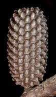 Image of Allocasuarina campestris (Diels) L. Johnson