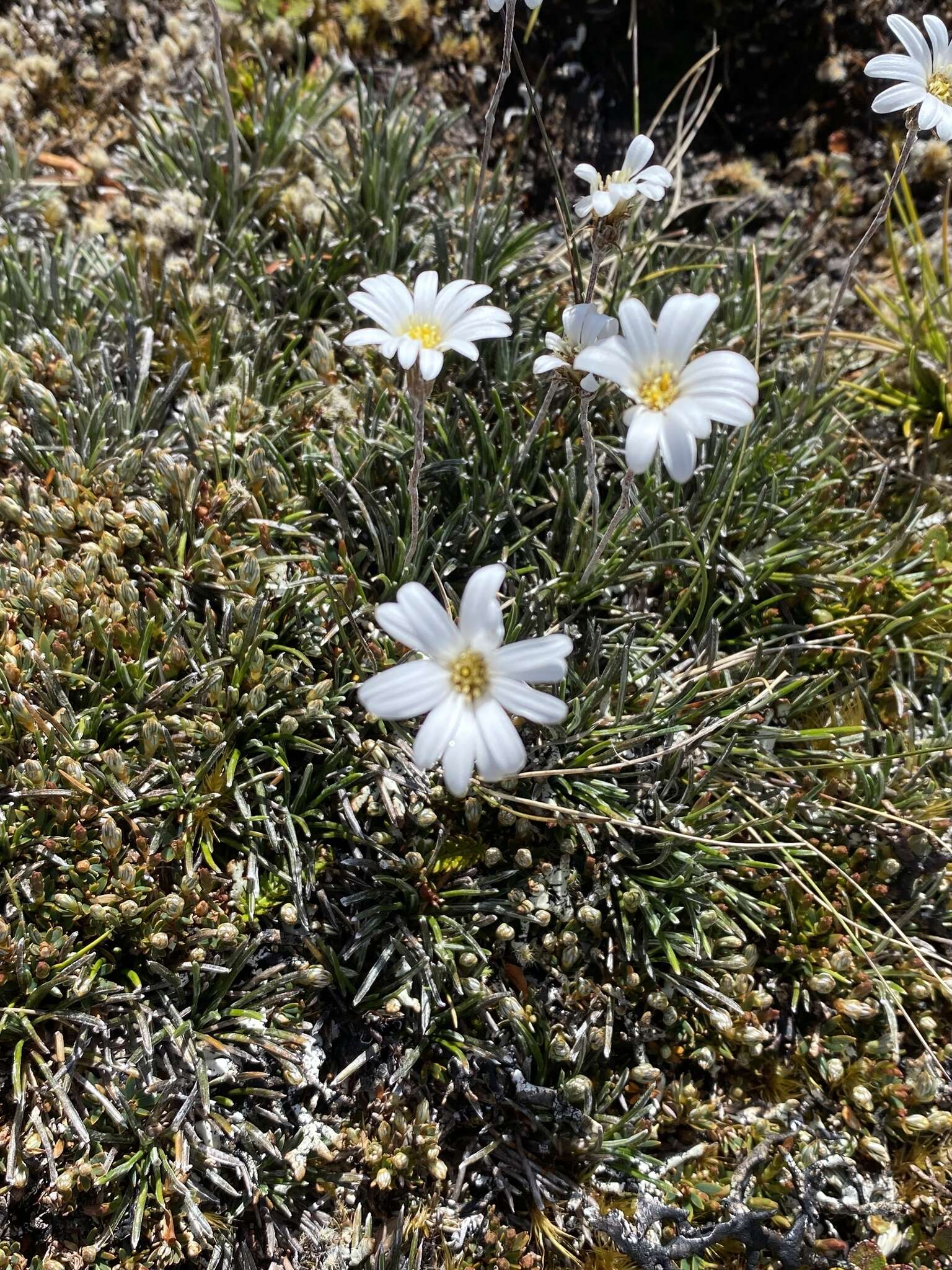 Plancia ëd Celmisia similis Given