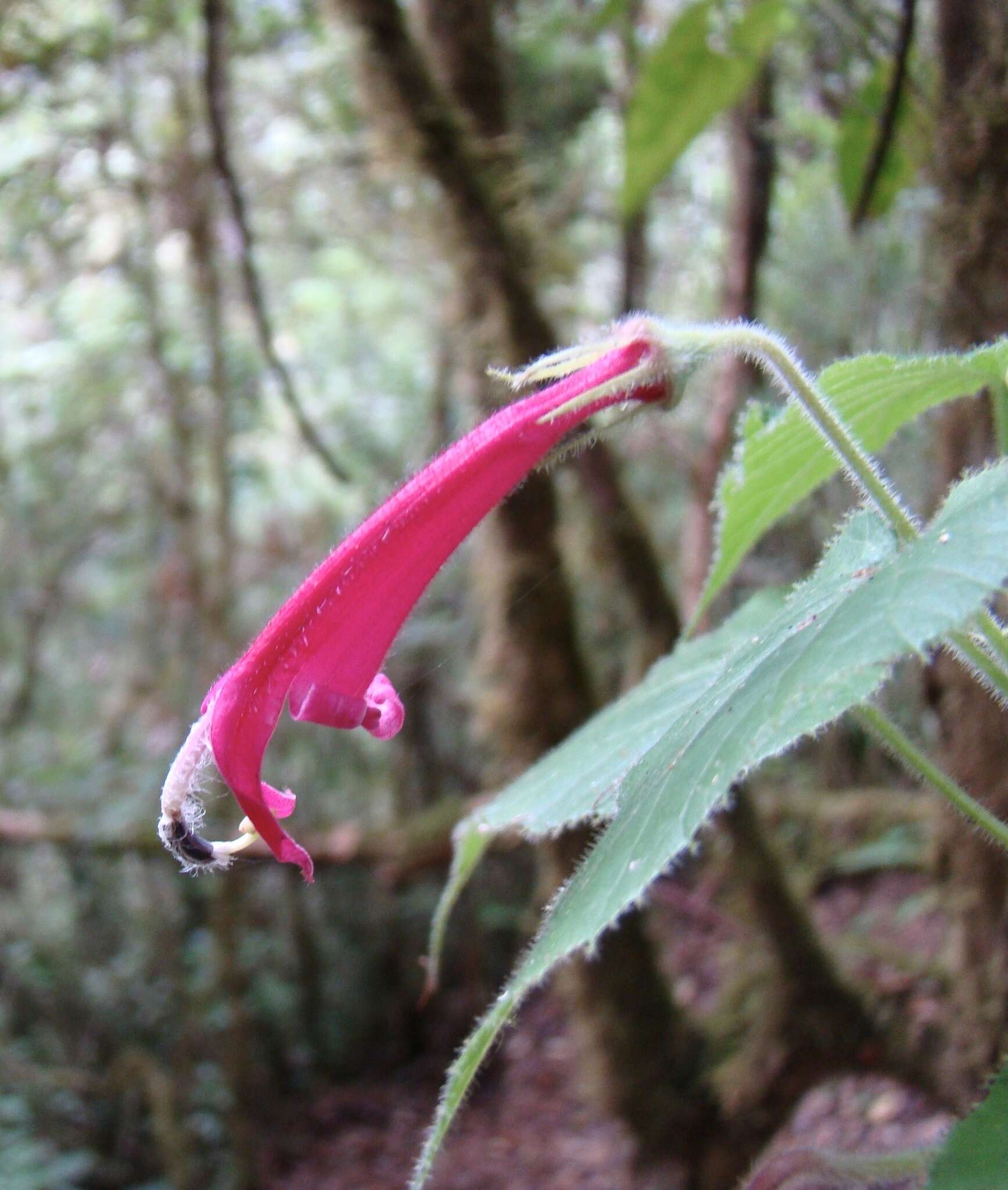 Imagem de Siphocampylus nematosepalus (Donn. Sm.) E. Wimm.