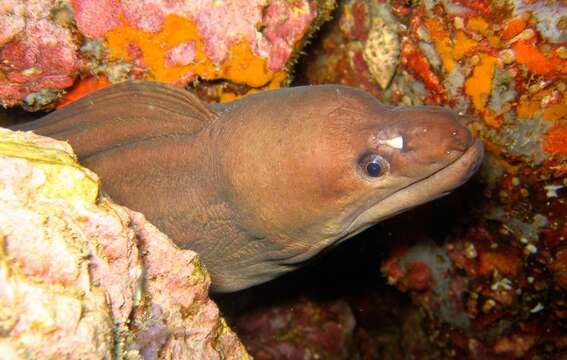 Gymnothorax moluccensis (Bleeker 1864) resmi