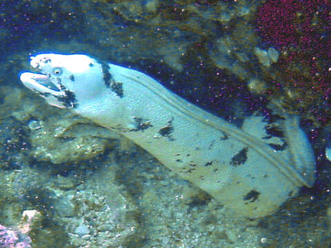 Image of Barred moray